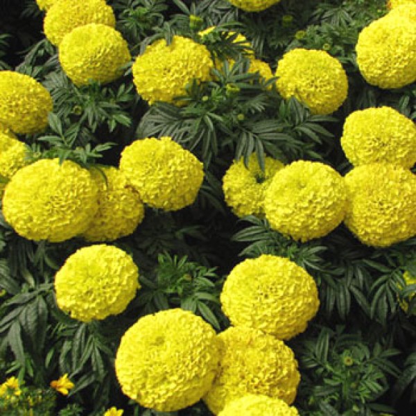 Omaxe Marigold Taarush Yellow Seeds